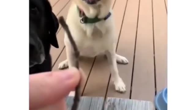 funny animals