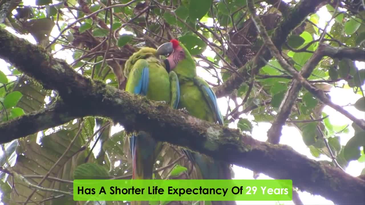 Most Beautiful Macaws on Planet Earth