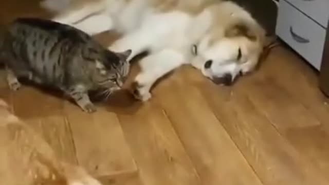 A cat escapes from dogs