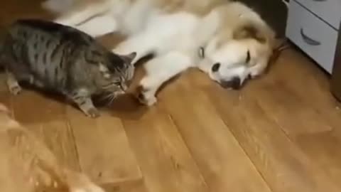 A cat escapes from dogs