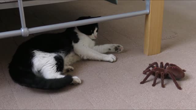 Funny cat playing with a spider