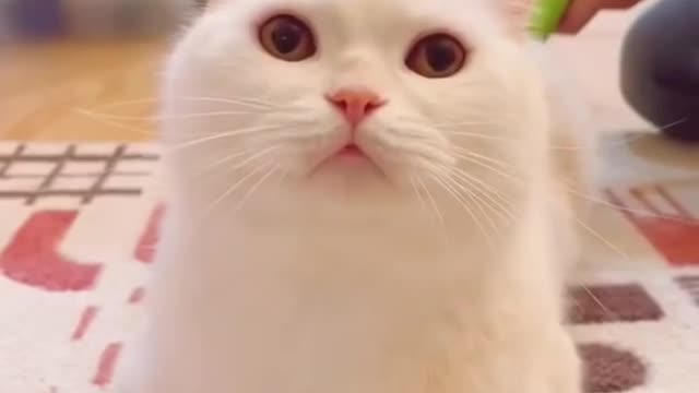 Funniest Cats and Dogs