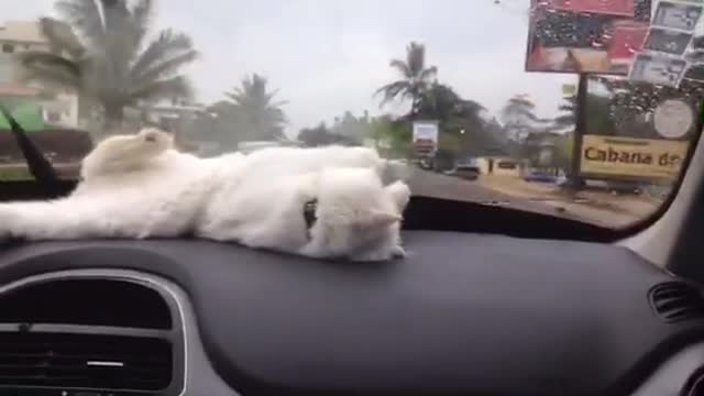 Dashboard Kitty Playtime