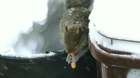 cute Squirrel