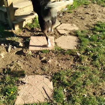 Bandit Always Walks Me To The Door When I Go In