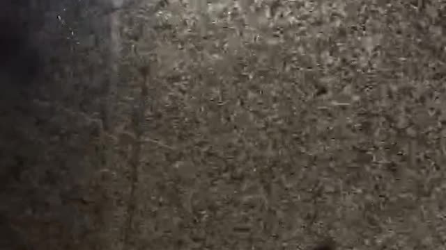 Clouds of Insects Swarm through City