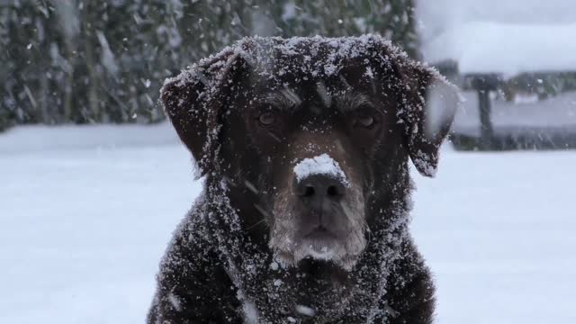 See how a dog stands in the snow. The dog looks very pretty.❤️