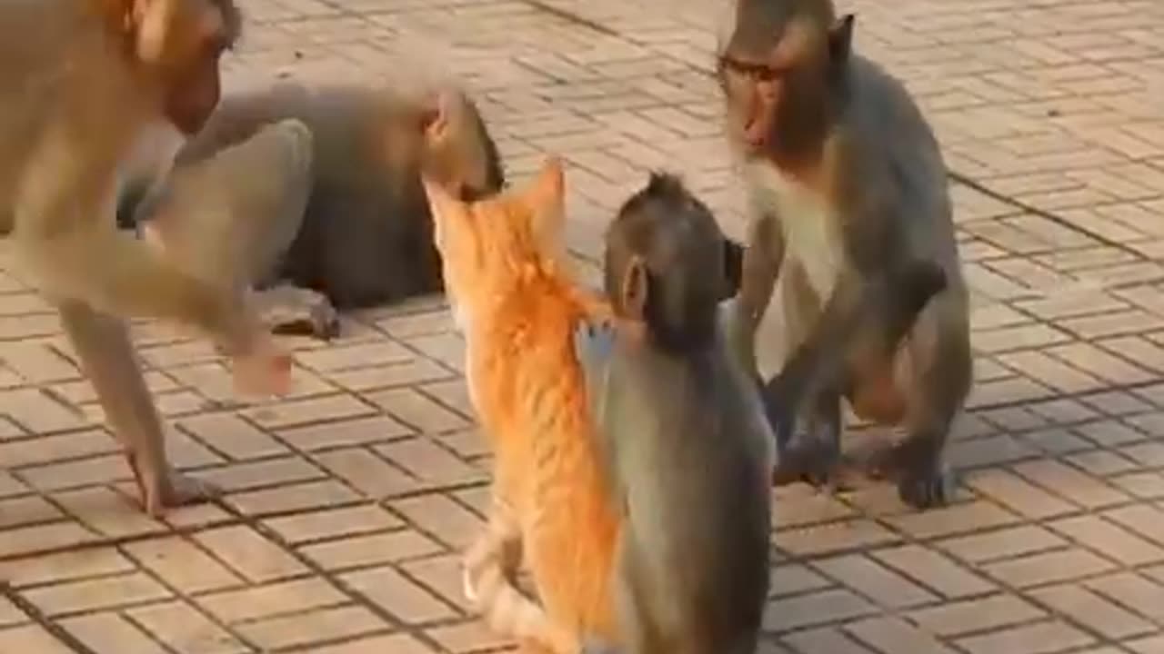 Pet animals funniest video Finally Revealed