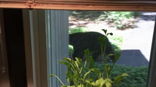 Bear outside the kitchen window.