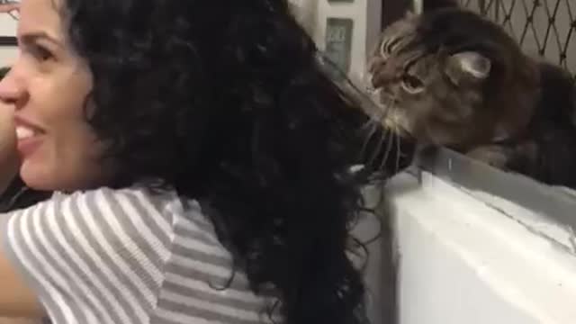 Sweet Cat Loves To Play With Human Hair