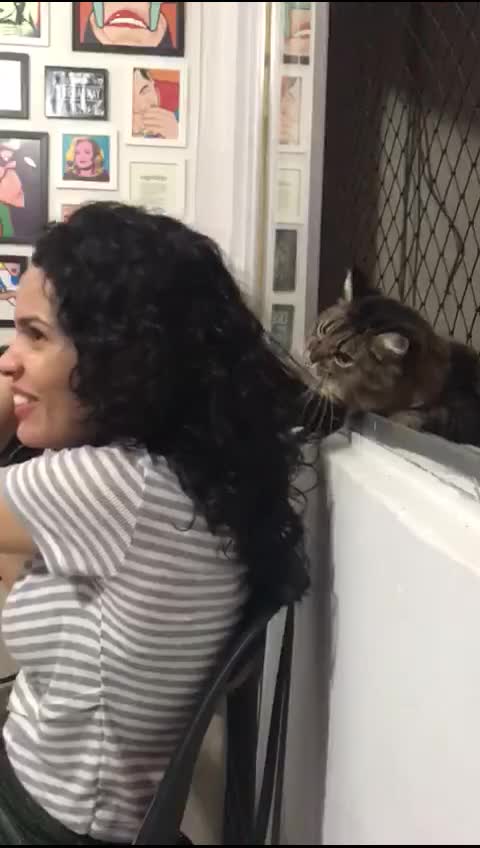 Sweet Cat Loves To Play With Human Hair
