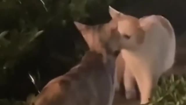 Cats do couple lip lip to each other amazing video