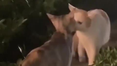 Cats do couple lip lip to each other amazing video
