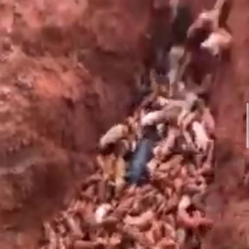 Hundreds of pigs are buried alive in China