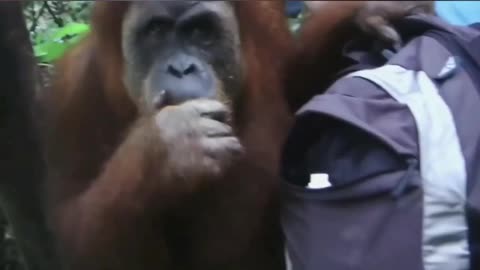 Wild Animals Funny Video 🥰