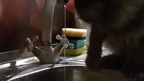 my cat Marsyck