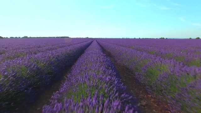 Fly over an incredible lavendar field