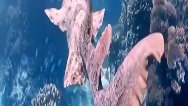 Strange looking fish