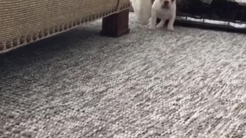 French Bulldog throws a tantrum by hopping around like a bunny