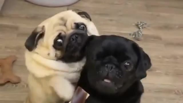 Two funny hungry smart dogs