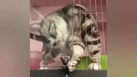 Funny cat video