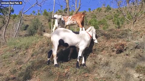 Goat funny video