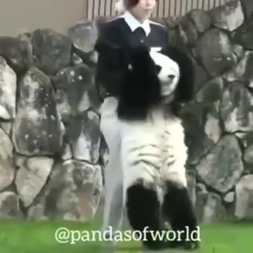 This Panda is Crazy😆|funny animal videos|try not to laugh