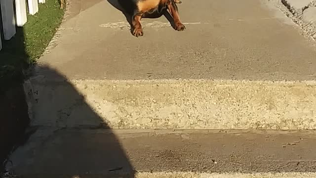 Helping Lucy Dog To Get Overcome It's Fear Of Stairs.