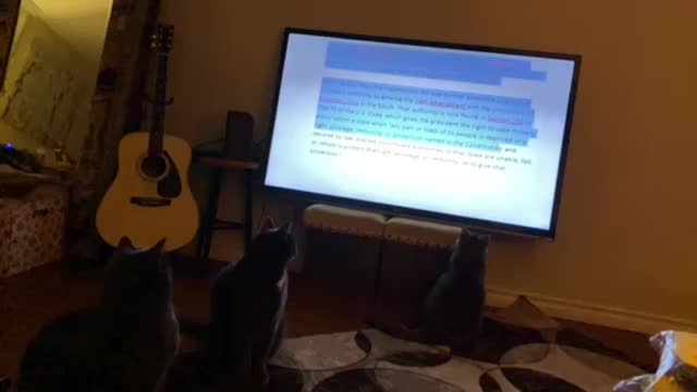 Even my cats are awake