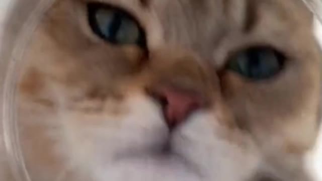 favorite pet