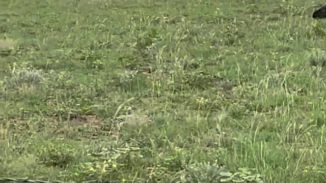 175- Young winter calving Angus/AngusX.