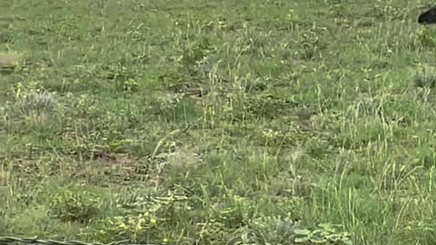 175- Young winter calving Angus/AngusX.