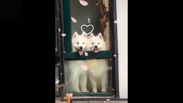 😅😻🐶amazing funny & Cute Pets | cant stop your laugh Compilation #07