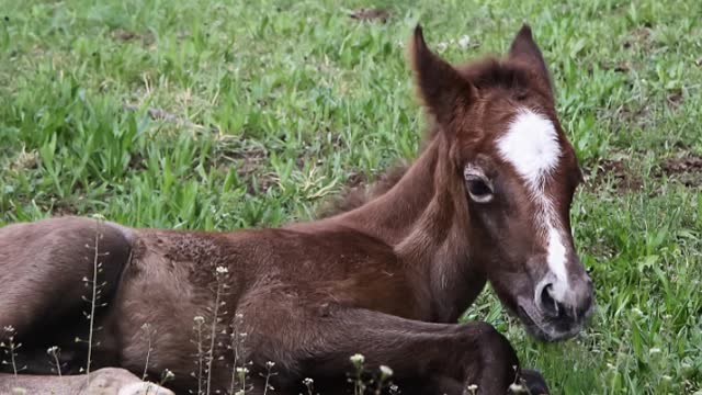 relaxing music with horse pictures