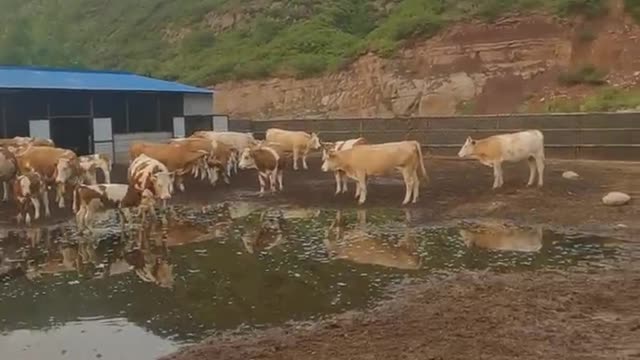 herd