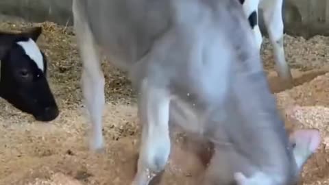 Little cow is very funny