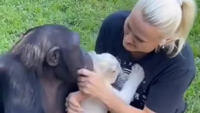 The Cute Chimpanzee and Cubs Together | Make Money On Instagram..