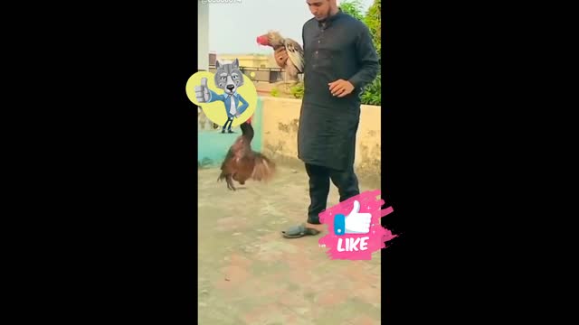 मुर्गा फाइट विडोस उड़के लड़ा