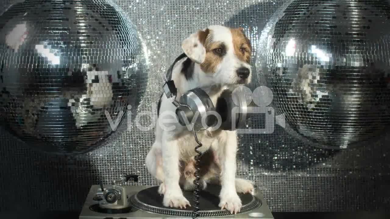 Watch how this musical pooch plays on rap instruments