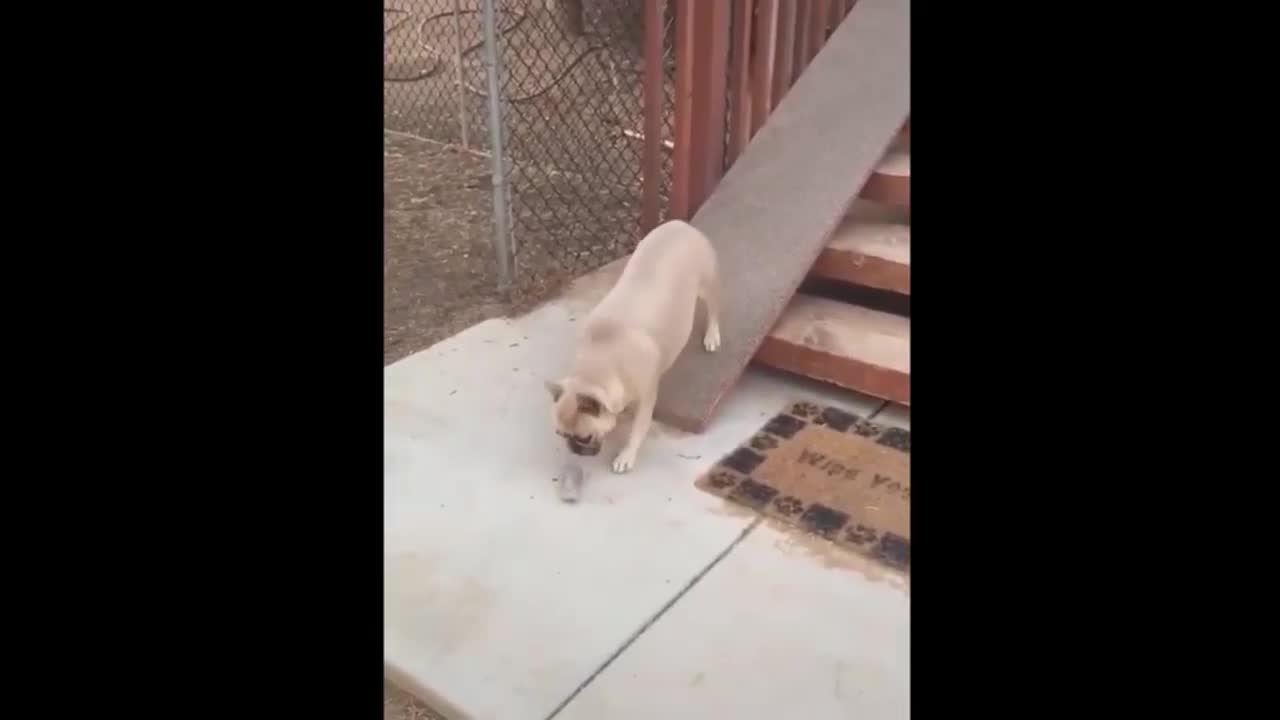 The dog plays on the slide, and the slide is very smooth