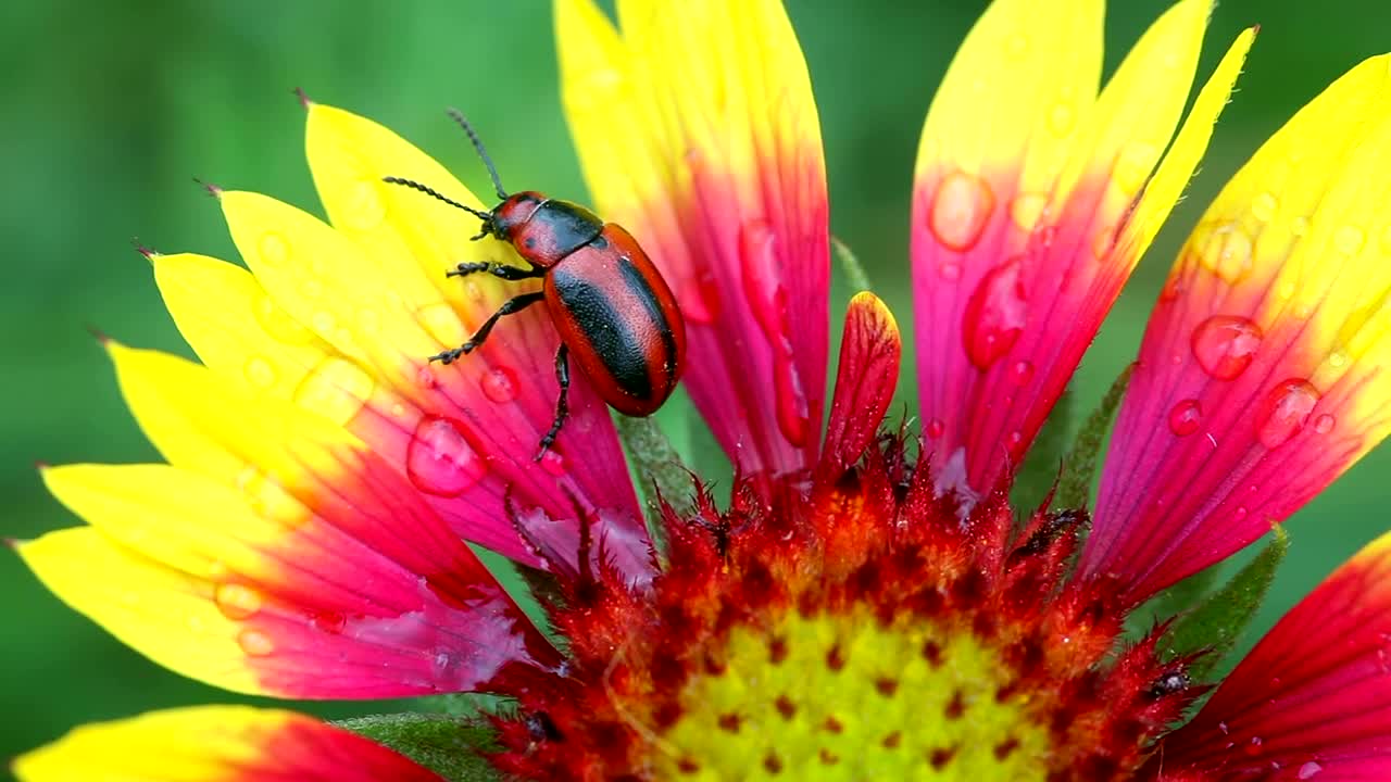 Beetle walking on flower petals