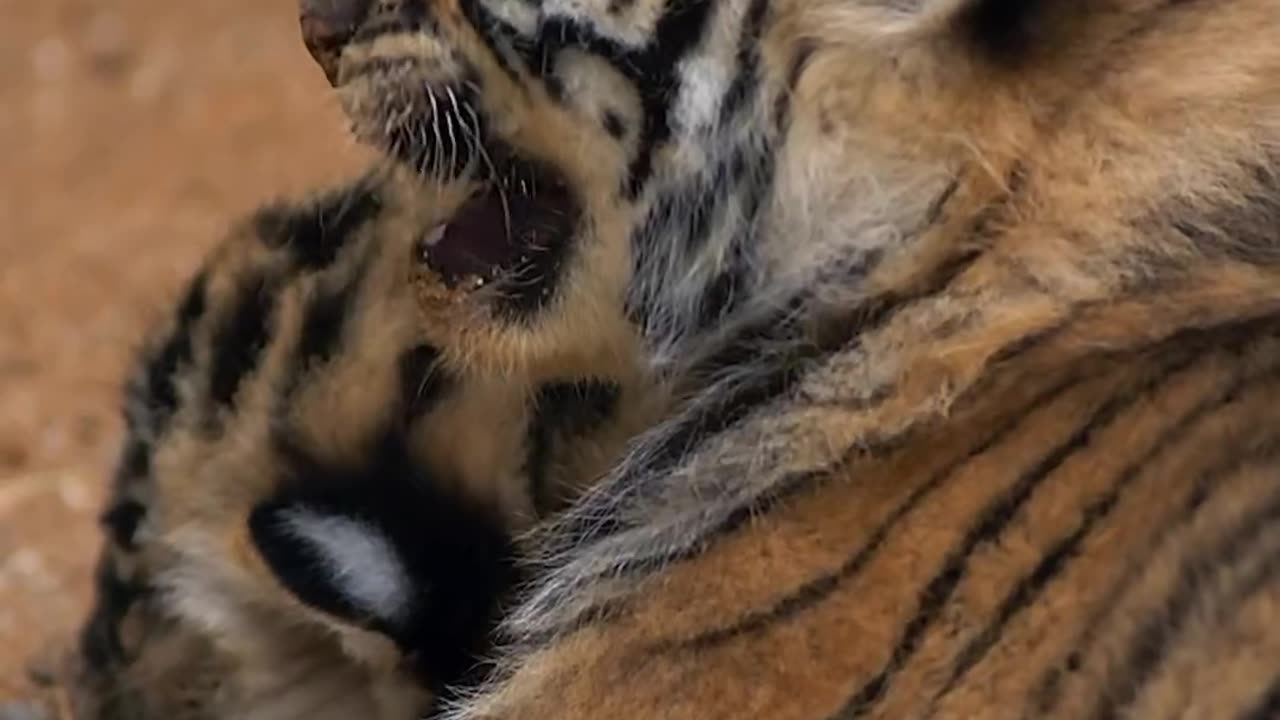 young tiger cub if the