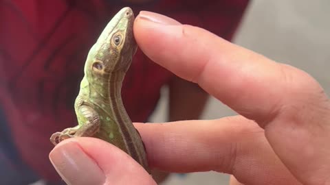 Curious Boy Bitten By Small Lizard