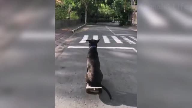 Skateboard dog