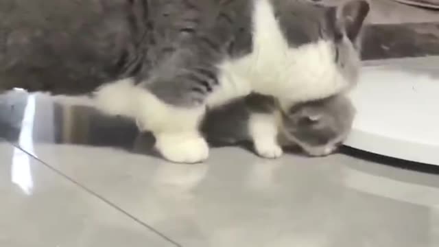 Mother cat takes her cub around