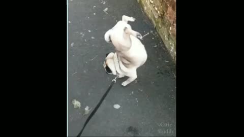 Funny Dog,Funny pug