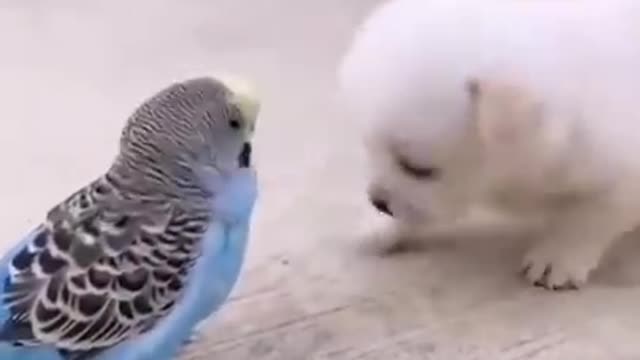 Dog and with bird 2021