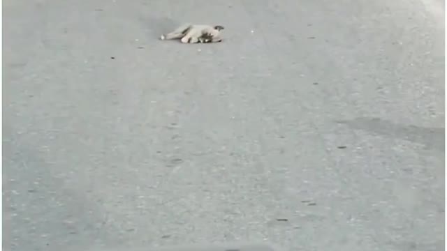 Sad Dog video 😭😭😭 3 baby dog