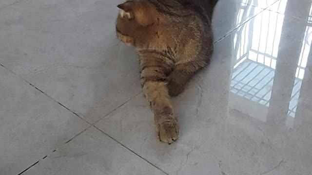 Hài hước của chú mèo
