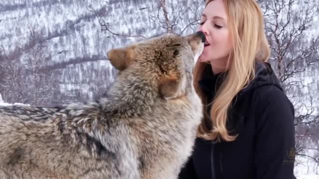 Cute Girls Enjoy Lip Kissing Dangerous Wolf Hybrid Dog In Snow